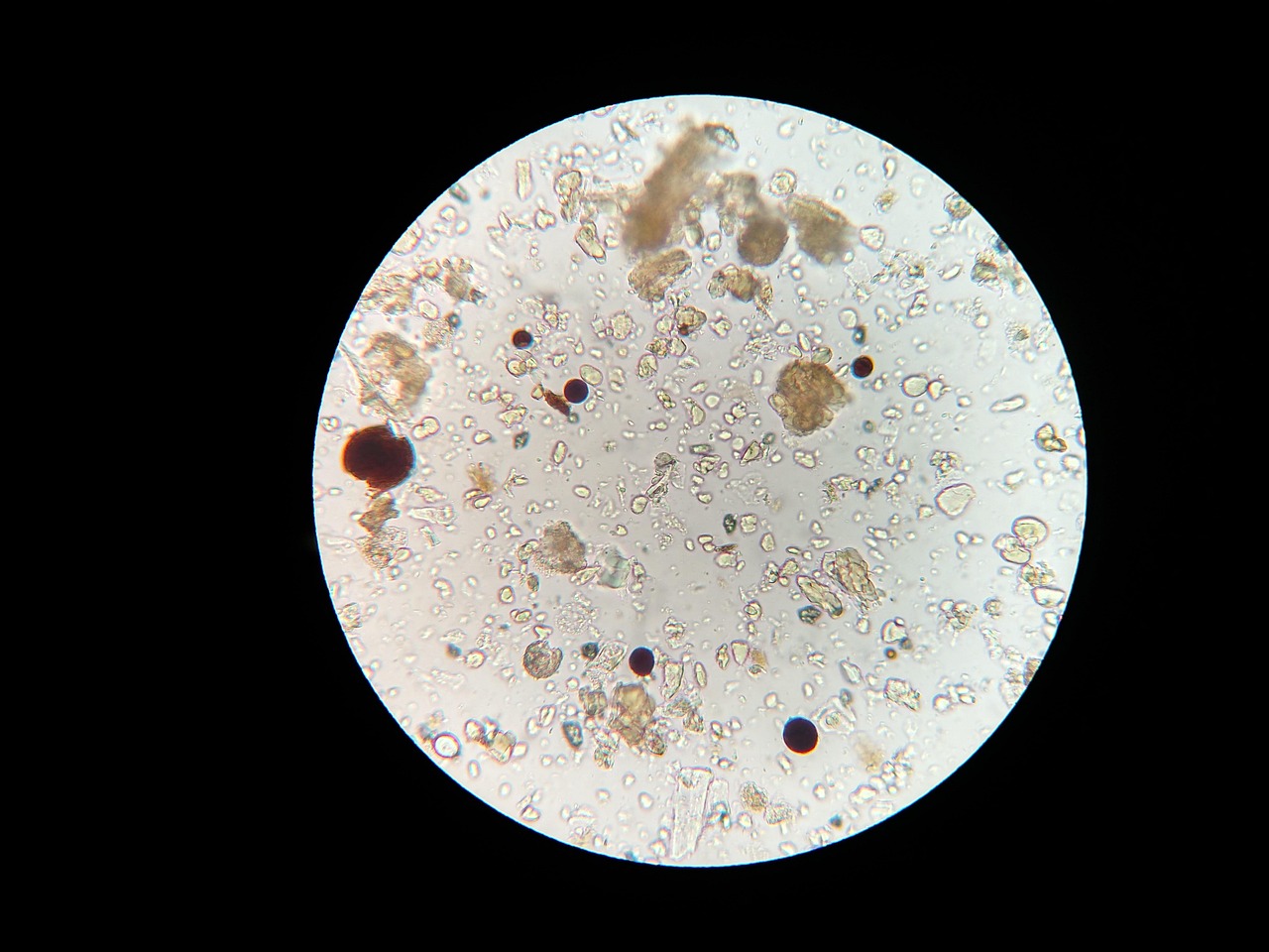Mikrobiologische Wasseranalyse im Labor
