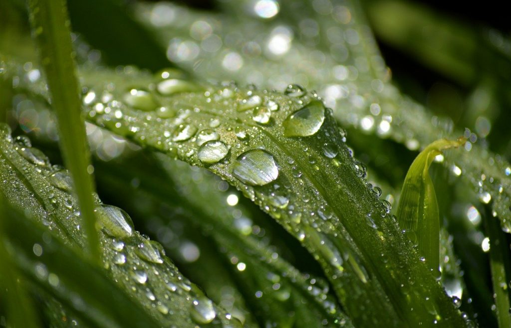 Frische Bergquelle mit klarem Wasser — Symbol für die Lebensgrundlage Wasser